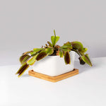 Green Venus Fly Trap Carnivorous Plant - Dionaea muscipula Verdant Lyfe