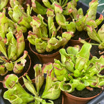 Sarracenia purpurea 'Venosa Red' Trumpet Pitcher Carnivorous Plant Verdant Lyfe