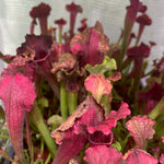 Sarracenia x Barba Green Trumpet Pitcher Carnivorous Plant Verdant Lyfe