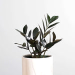 Black Zanzibar Gem Zamioculcas zamiifolia 'Nova Star' Raven ZZ Plant Verdant Lyfe