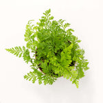 Rabbit Foot Fern Plant Davilla Pet-Friendly Houseplant Verdant Lyfe