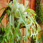 Staghorn Fern Platycerium bifurcatum (Elkhorn) Verdant Lyfe