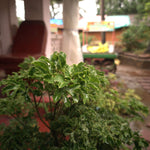 Ming Aralia 'Snowflake' Polyscias Fruticosa Variegated Plant Verdant Lyfe