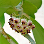 Hoya Kerri 'Hearts' Sweetheart Vine Valentine Plant Verdant Lyfe