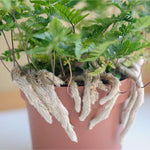 Rabbit Foot Fern Plant Davilla Pet-Friendly Houseplant Verdant Lyfe