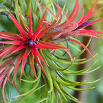 Airplant 'Maroon' Tillandsia brachycaulos burgundy Verdant Lyfe close up photo