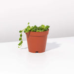 String of Pearls Senecio Rowleyanus Regular Trailing Plant Verdant Lyfe