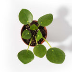 Chinese Money Plant Pilea Peperomioides Pet-Friendly Plant Verdant Lyfe