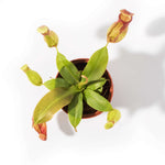 Gaya Pitcher Plant - Nepenthes X St. Gaya Compact Carnivorous Plant Verdant Lyfe