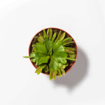 Green Venus Fly Trap Carnivorous Plant - Dionaea muscipula Verdant Lyfe