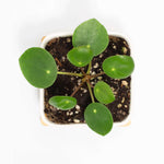 Chinese Money Plant Pilea Peperomioides Pet-Friendly Plant Verdant Lyfe