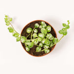 String of Pearls Variegated Trailing Plant Senecio rowleyanus variegata Verdant Lyfe